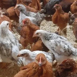 نیمچه مرغ بومی (دورگه)