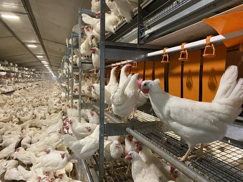 مرغ پولت تخم گذار صنعتی - تصویر 3