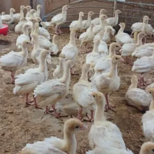 جوجه بوقلمون بیوتی ۶