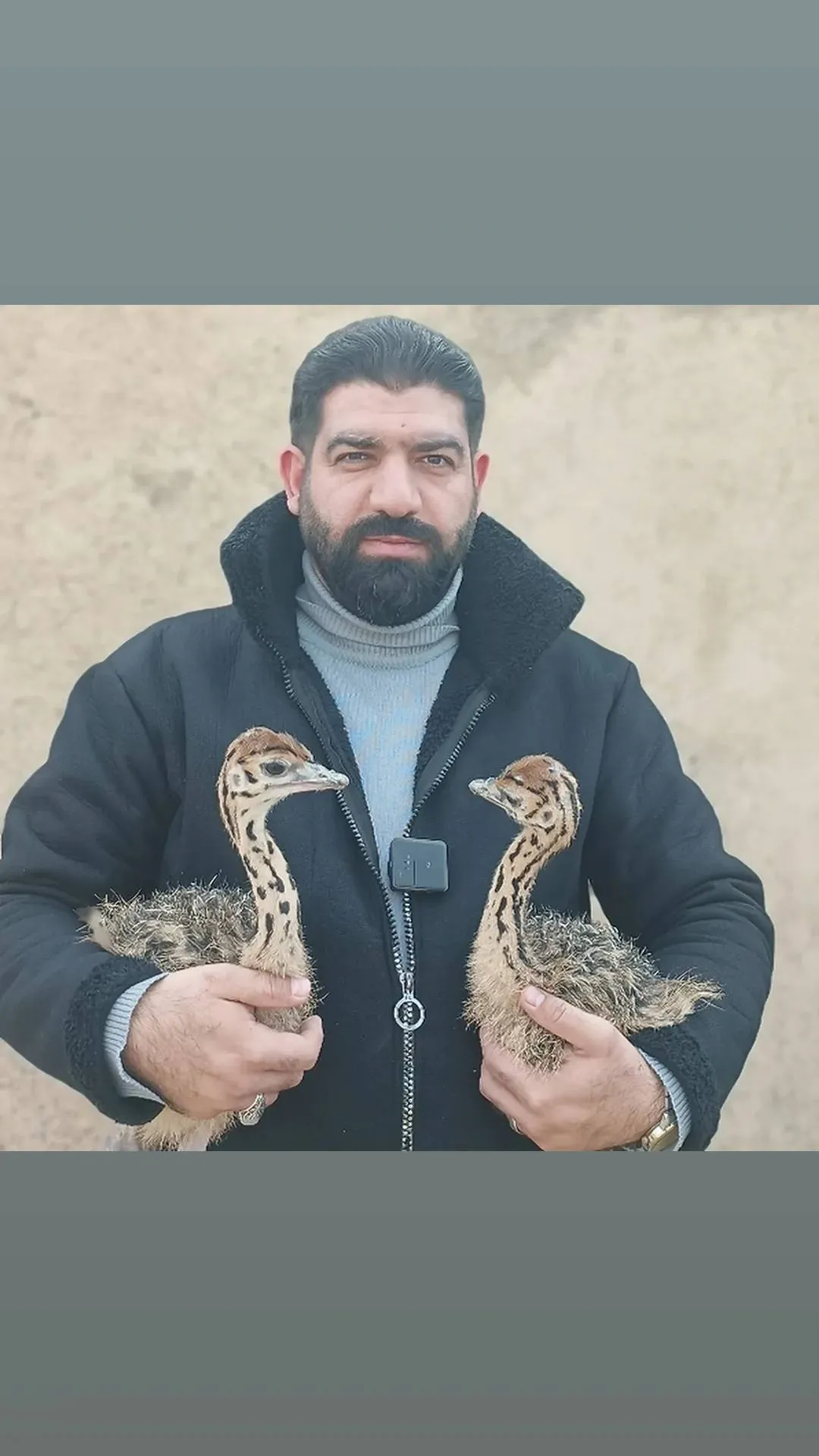 جوجه شترمرغ - تصویر 2