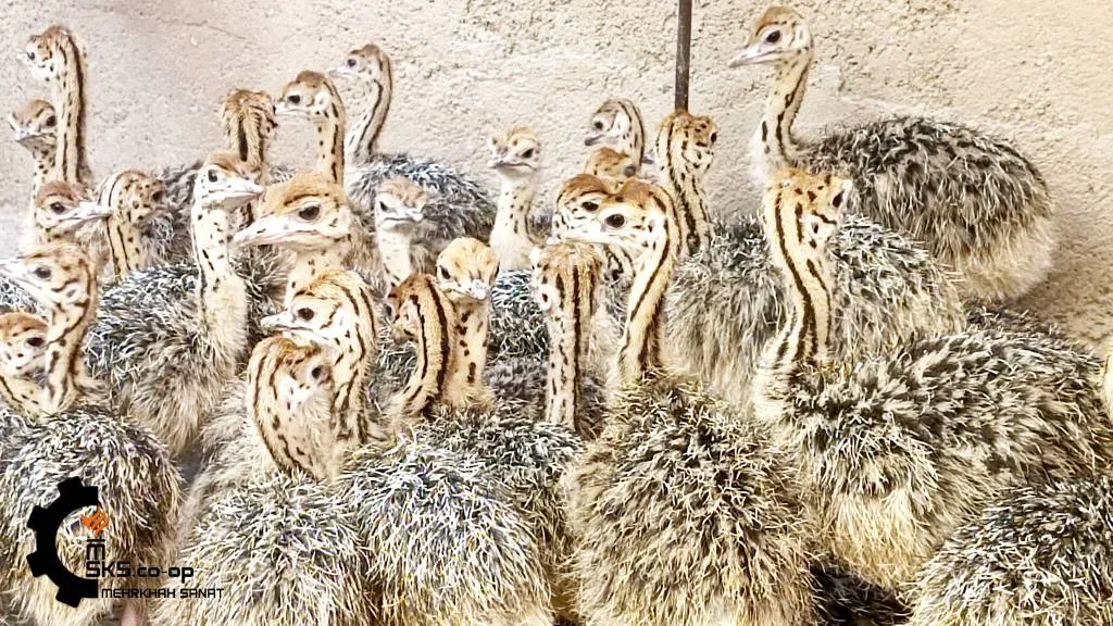 جوجه شترمرغ - تصویر 3