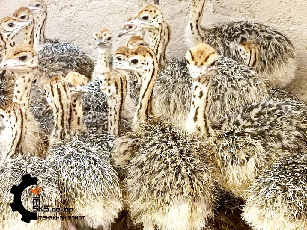 جوجه شترمرغ - تصویر 4