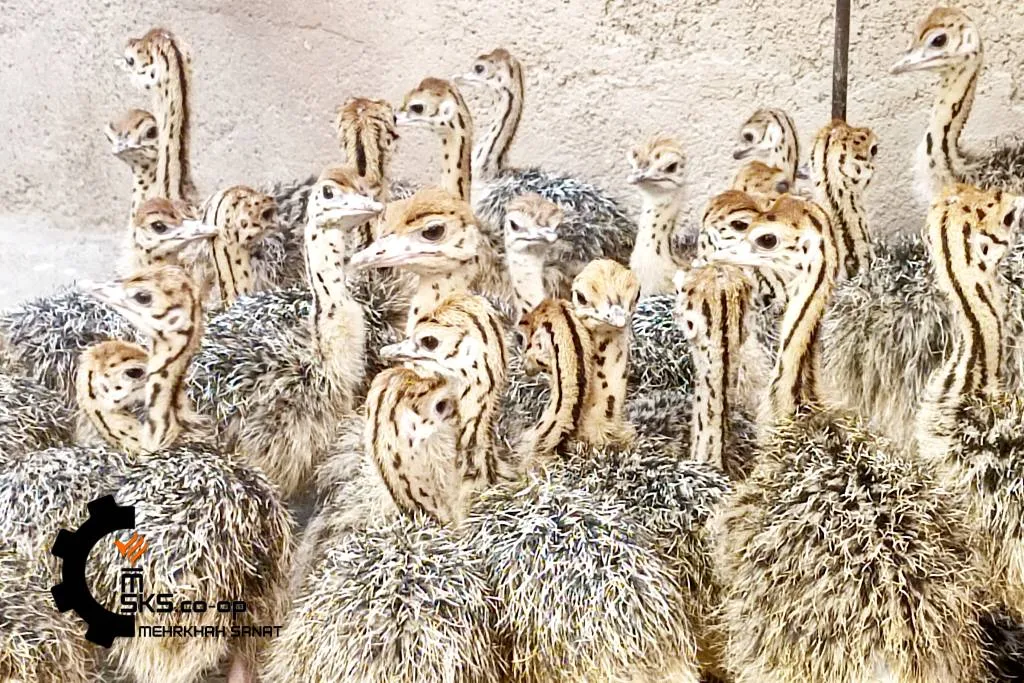 جوجه شترمرغ - تصویر 6