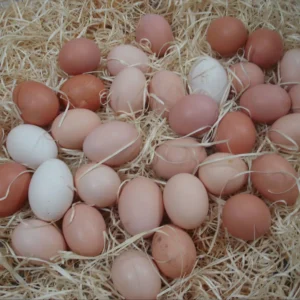 تخم مرغ نطفه دار بومی (دورگه)