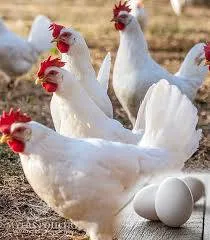 مرغ پولت تخم گذار صنعتی - تصویر 7