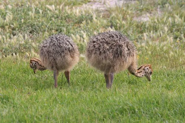 جوجه شترمرغ - تصویر 17