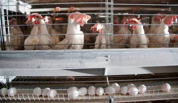 مرغ پولت تخم گذار صنعتی - تصویر 16