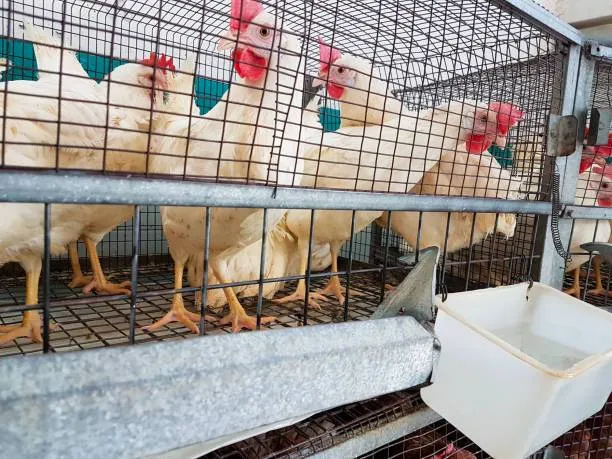 مرغ پولت تخم گذار صنعتی - تصویر 17