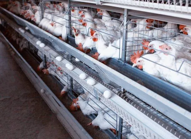 مرغ پولت تخم گذار صنعتی - تصویر 19