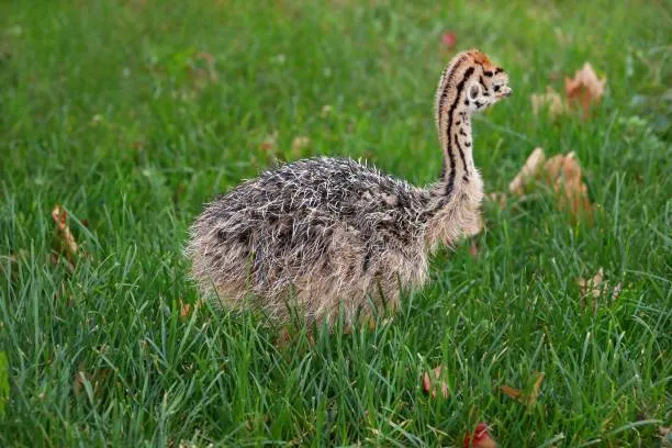 جوجه شترمرغ - تصویر 18