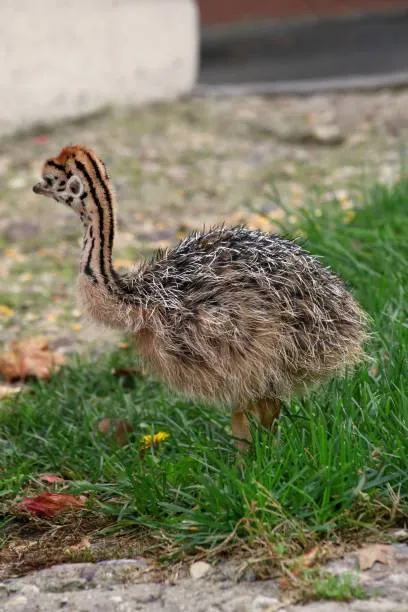 جوجه شترمرغ - تصویر 21