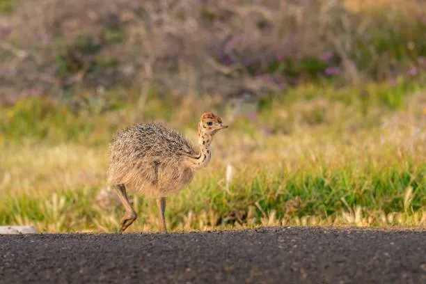 جوجه شترمرغ - تصویر 23