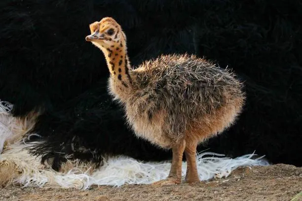 جوجه شترمرغ - تصویر 24