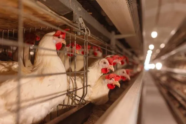 مرغ پولت تخم گذار صنعتی - تصویر 22