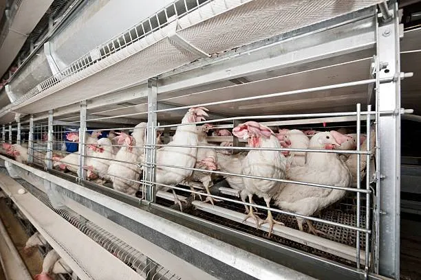 مرغ پولت تخم گذار صنعتی - تصویر 8