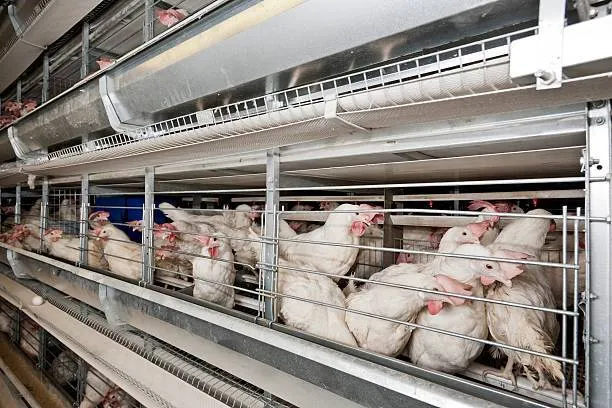 مرغ پولت تخم گذار صنعتی - تصویر 9