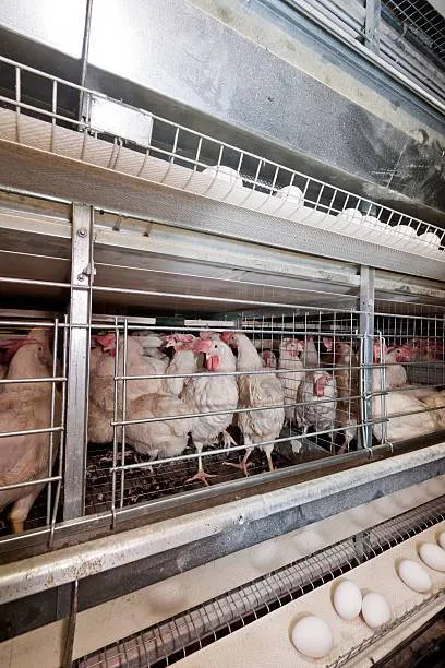 مرغ پولت تخم گذار صنعتی - تصویر 10