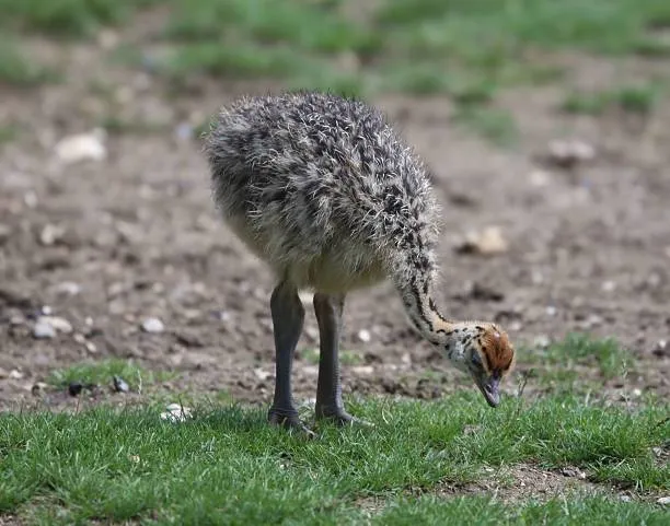 جوجه شترمرغ - تصویر 10