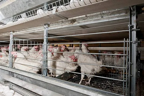 مرغ پولت تخم گذار صنعتی - تصویر 11