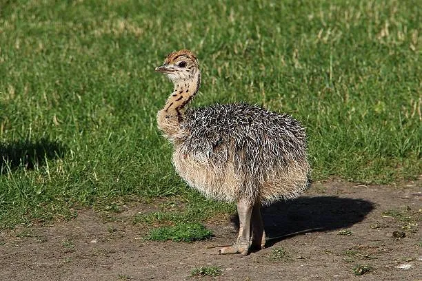 جوجه شترمرغ - تصویر 11