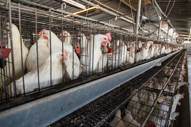 مرغ پولت تخم گذار صنعتی - تصویر 12