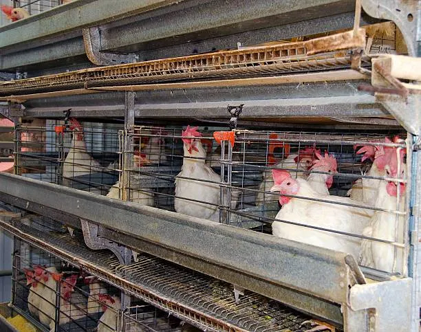 مرغ پولت تخم گذار صنعتی - تصویر 14