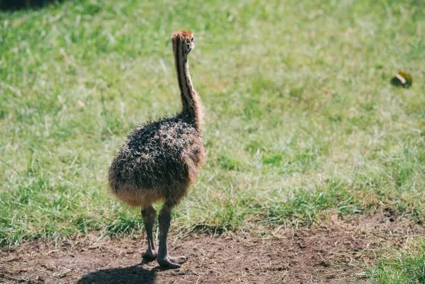 جوجه شترمرغ - تصویر 12