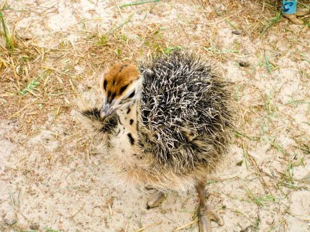 جوجه شترمرغ - تصویر 13