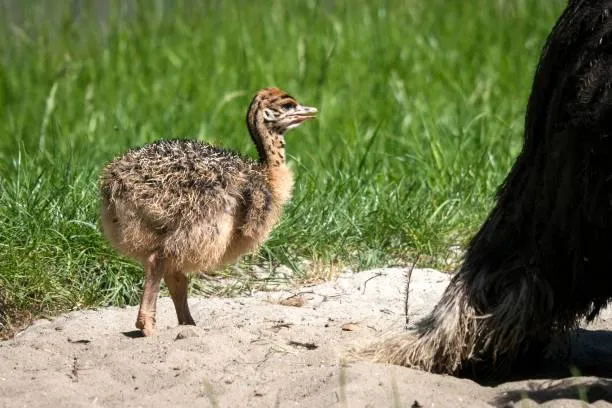 جوجه شترمرغ - تصویر 14