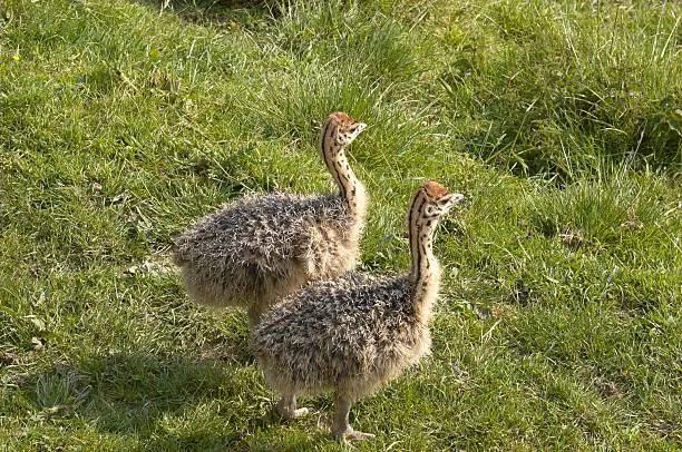 جوجه شترمرغ - تصویر 7