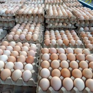 تخم مرغ خوراکی بومی (دورگه)