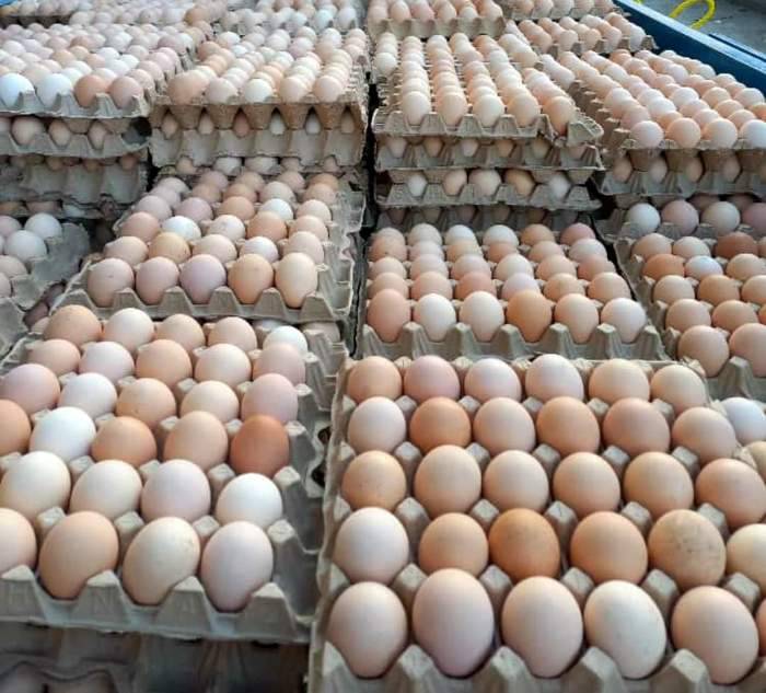 تخم مرغ خوراکی بومی (دورگه) - تصویر 2